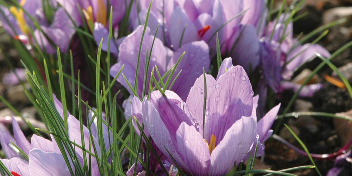 Norfolk Saffron crocus plants